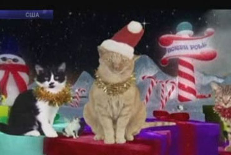 Видео ансамбля поющих котов вышло в 3D формате