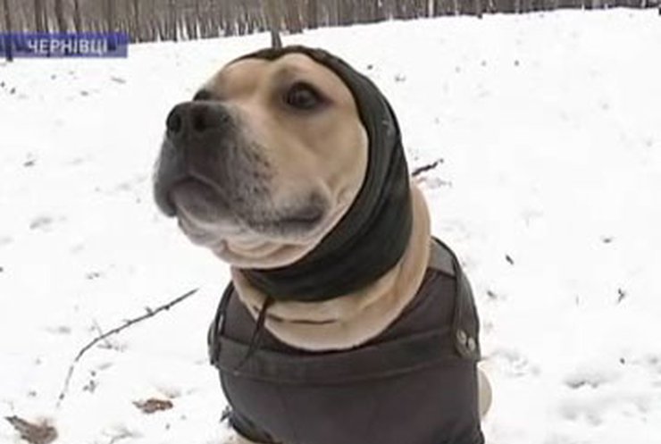 В Черновцах живет необычный пес-экстремал