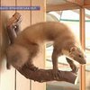 В Прикарпатье становится все популярнее "кружок гуманных охотников"