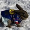 По восточному календарю 2011 год станет годом кролика
