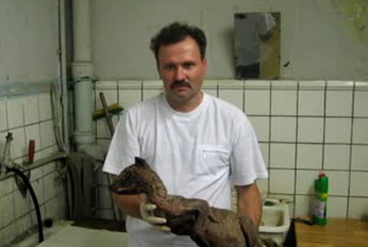 Днепропетровские зоологи открыли тайну чупакабры