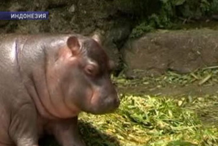 В индонезийском зоопарке публике представили нового питомца