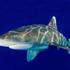 Пьяный турист ненароком убил акулу в Шарм эль-Шейхе