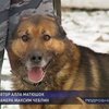 Служба братьев наших меньших и опасна, и трудна