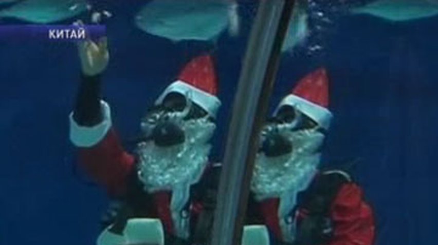 К рыбам Шанхайского океанариума пришел Санта Клаус