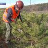 В Крыму лесные хозяйства готовятся продавать елки