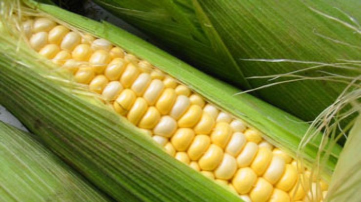 Из-за запрета экспорта в Украине пропал миллион тонн кукурузы