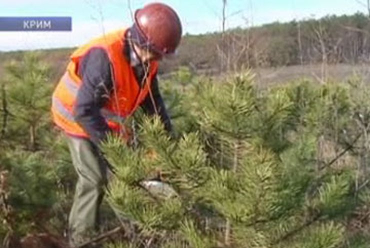 В Крыму лесные хозяйства готовятся продавать елки