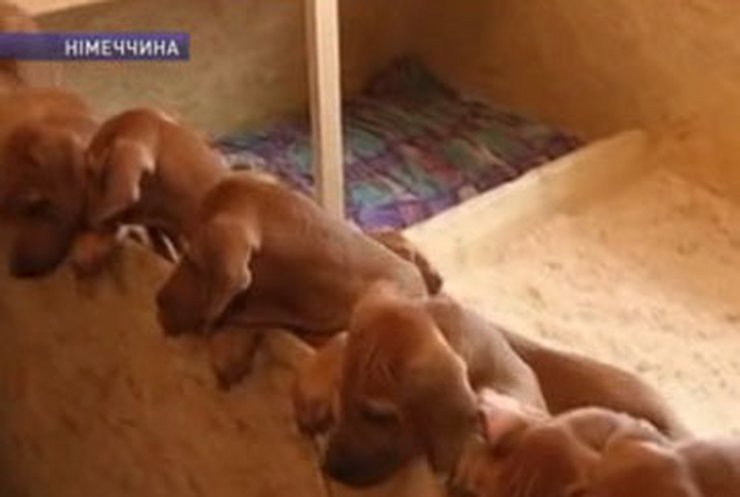 Новый собачий рекорд в Германии - родилось сразу семнадцать щенков