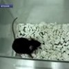 Японские ученые научили мышей петь