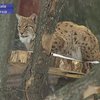 В Киевском зоопарке насчитали нарушений на 300 миллионов гривен
