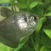 Для любителей аквариумов в Одессе открыли специальные курсы