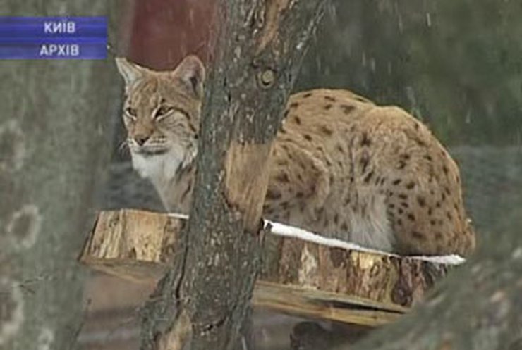В Киевском зоопарке насчитали нарушений на 300 миллионов гривен