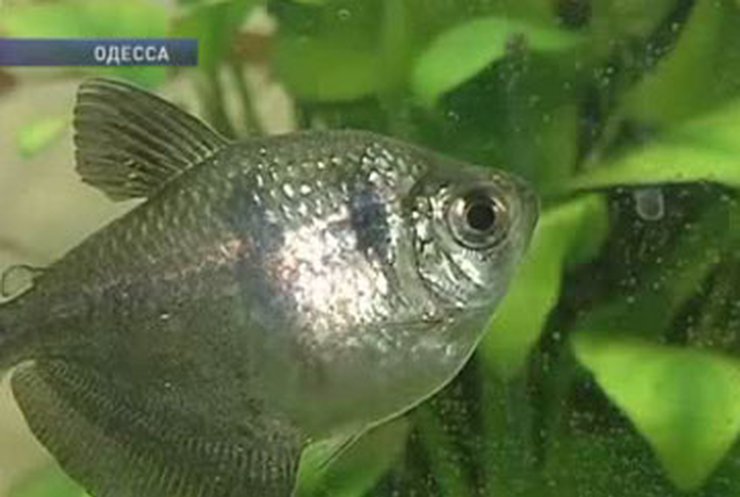 Для любителей аквариумов в Одессе открыли специальные курсы