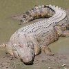 Австралии угрожает массовый "наплыв" морских крокодилов