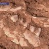 В Израиле обнаружены самые древние останки человека