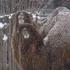 КРУ не досчиталось в киевском зоопарке 300 миллионов гривен