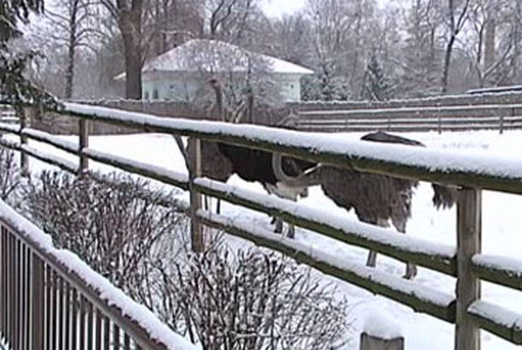 В Киевском зоопарке КРУ обнаружило нарушений на 328 миллионов гривен
