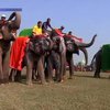 В Непале выбрали самую красивую слониху