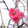 В Крыму зацвели весенние цветы