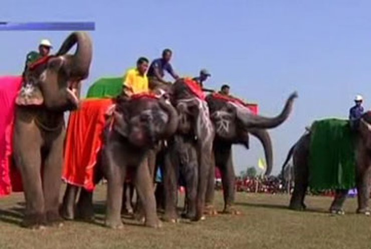 В Непале выбрали самую красивую слониху