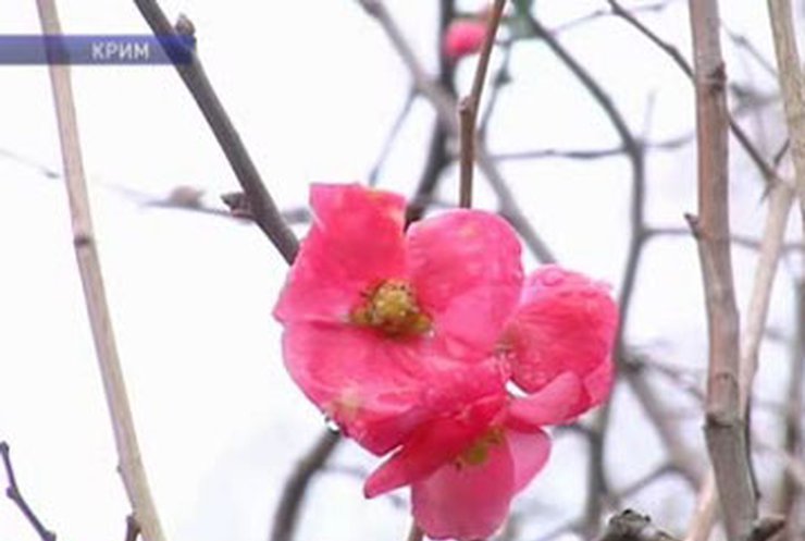 В Крыму зацвели весенние цветы