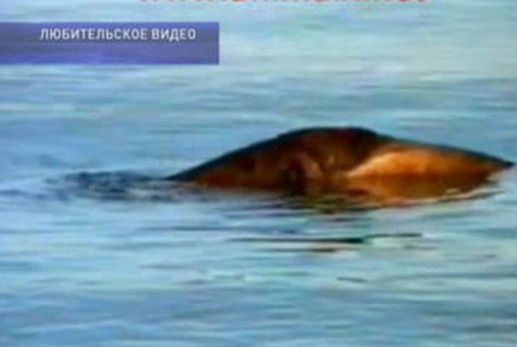 В турецком озере видели собрата Лох-Несского чудовища