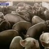 В Германи набирает обороты "диоксиновый" скандал