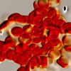 Американские исследователи создали искусственные эритроциты