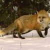 Беларуса на охоте случайно подстрелила лиса