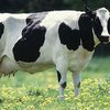 Киевский губернатор призвал материально помочь фермерам скупать скот