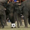 В Непале слоны сыграли в футбол