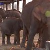 В Непале приносит успехи программа по сохранению слонов