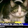 В США кота обязали явиться на заседание суда