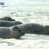 Китайцы спасли из ледяного плена 30 тюленей