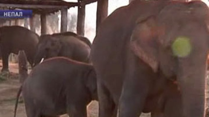 В Непале приносит успехи программа по сохранению слонов