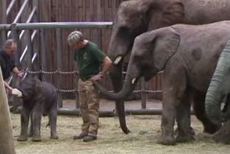 В немецком зоопарке родились двое слонят