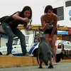 В столице Перу на пляже отдыхающие нашли живого пингвина