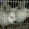 В Шанхае показали "подводных кроликов"