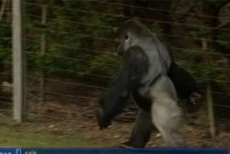 В Британии горила научилась ходить ровно