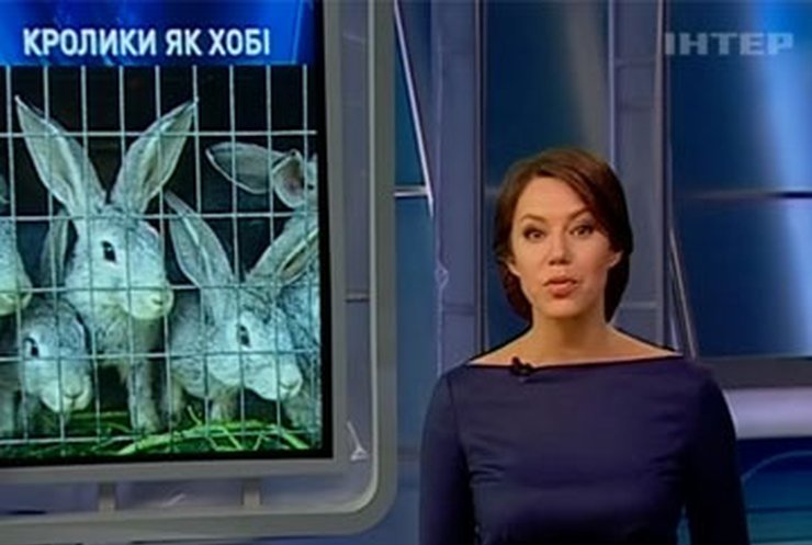 Преподаватель из Кировограда выращивает кроликов