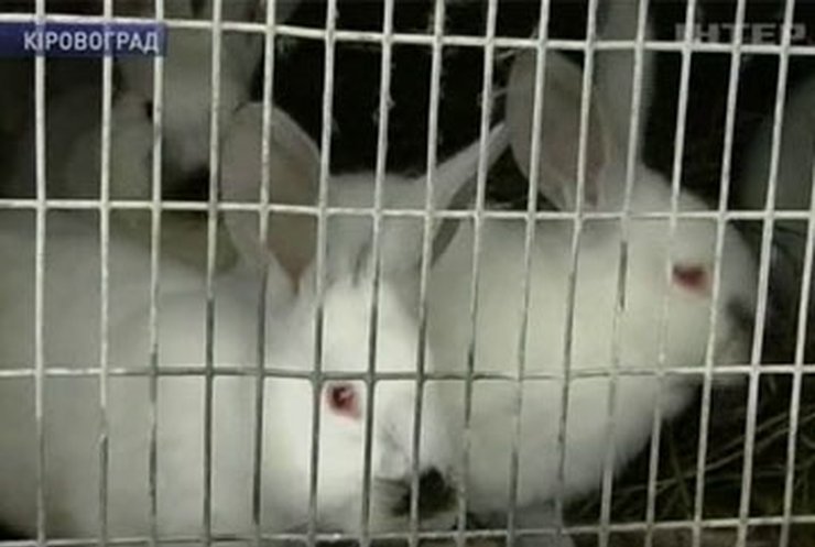 В Шанхае показали "подводных кроликов"