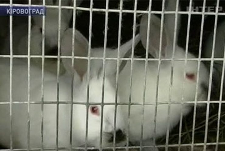 В Кировограде преподаватель вуза вывел новую породу кроликов