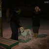 В Киеве продолжается травля собак
