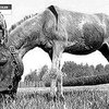 В РФ умерла летающая ослица Анапка