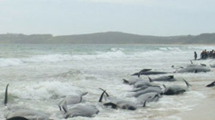 В Новой Зеландии на сушу выбросились 82 дельфина