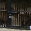 В киевском зоопарке медвежат назвали Потап и Настя