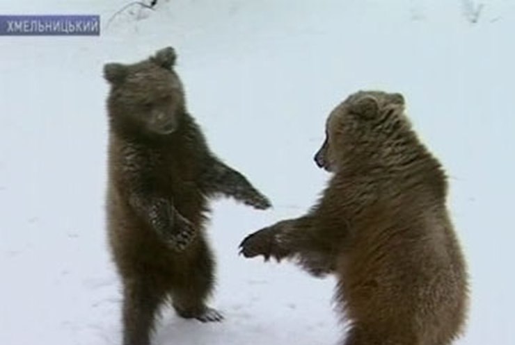 В столичном зоопарке пополнение медвежат