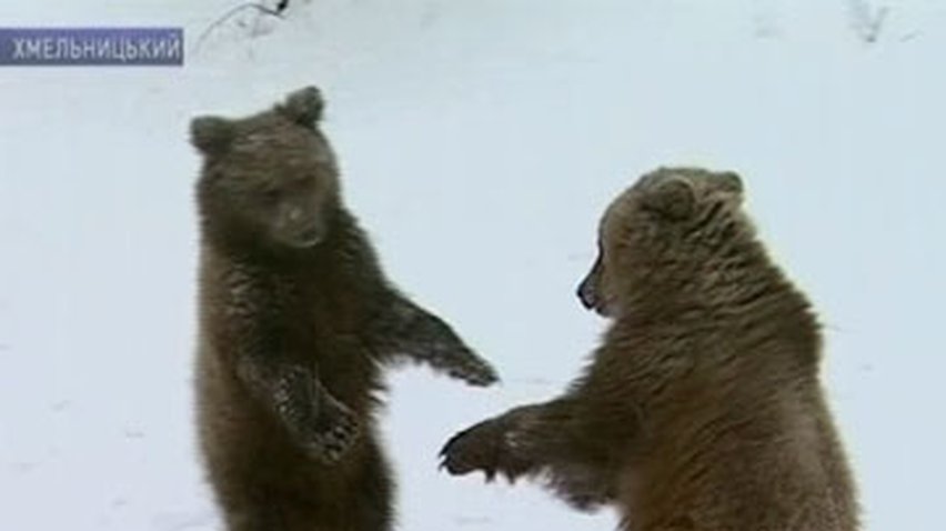 В столичном зоопарке пополнение медвежат