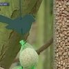 В Бельгии добровольцы проводят перепись птиц